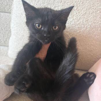 Ohracle -  Domestic Short Hair Cat for Adoption in Rochester, Minnesota - Ohracle | PetCurious