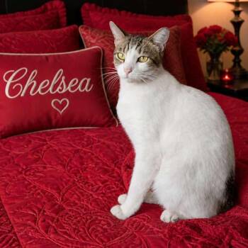 Chelsea -  Domestic Short Hair Cat Available for Adoption in Boston, Massachusetts - Chelsea | PetCurious