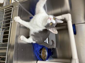 Rescue Domestic Short Hair Cats for Adoption in Black River Falls, Wisconsin - Murphy | PetCurious