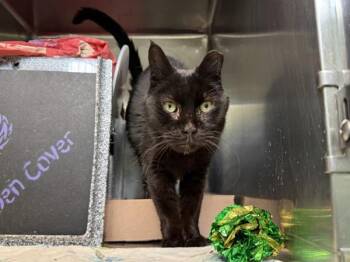 Domestic Short Hair Cats Available for Adoption in New York, New York - Ushi | PetCurious