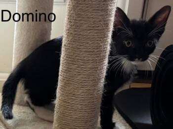 Domino -  Domestic Short Hair Cat Available for Adoption in The Woodlands, Texas - Domino | PetCurious