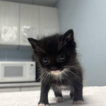 Lizzie -  Domestic Long Hair Cat for Adoption in Riverside, California - Lizzie | PetCurious