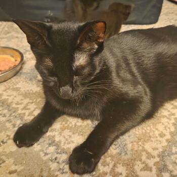 Licorice ARC2026-472 -  Domestic Short Hair Cat for Adoption in Akron, New York - Licorice ARC2026-472 | PetCurious