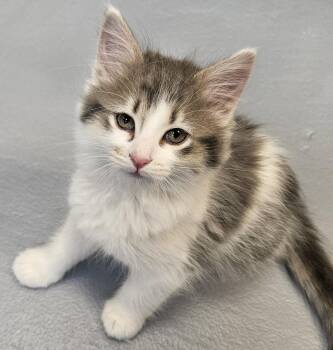 Selene -  Domestic Long Hair Cat for Adoption in Washburn, Wisconsin - Selene | PetCurious