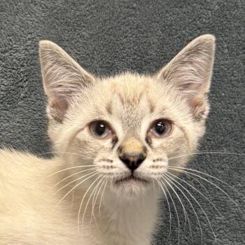 Tofu -  Domestic Short Hair Cat for Adoption in Brenham, Texas - Tofu | PetCurious