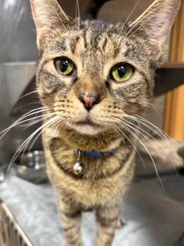 Jade -  Domestic Short Hair Cat for Adoption in Little Rock, Arkansas - Jade | PetCurious