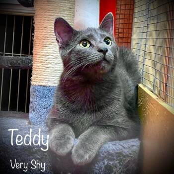 Rescue Domestic Short Hair Cats for Adoption in Tulsa, Oklahoma - Teddy | PetCurious