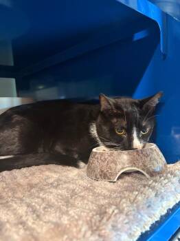 Chunky -  Domestic Short Hair Cat for Adoption in Ashland, Wisconsin - Chunky | PetCurious