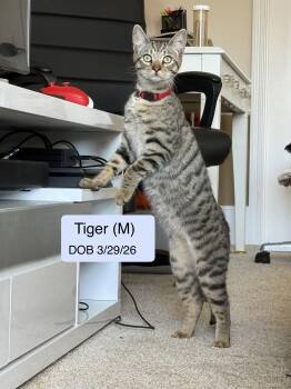 Tiger -  Domestic Short Hair and Tabby Cat for Adoption in Vacaville, California - Tiger | PetCurious
