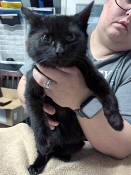 Domestic Medium Hair Cats Available for Adoption - Athena 