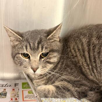 Rescue Domestic Short Hair Cats for Adoption in Evensville, Tennessee - Nadine | PetCurious