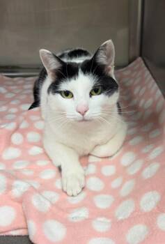 Domestic Short Hair Cats Available for Adoption in Liverpool, New York - Moo Cow | PetCurious