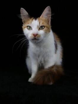 Madeleine -  Calico Cat Available for Adoption in Lewisburg, Tennessee - Madeleine | PetCurious