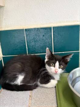 Mamacita -  Domestic Short Hair Cat for Adoption in Honolulu, Hawaii - Mamacita | PetCurious
