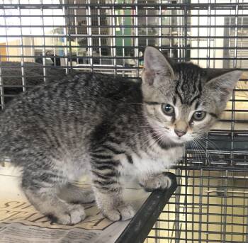 Domestic Short Hair Cats Available for Adoption in Parma, Ohio - Triscuit | PetCurious