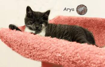 Domestic Short Hair Cats Available for Adoption - Arya Bonded With Jon Snow AVO | PetCurious