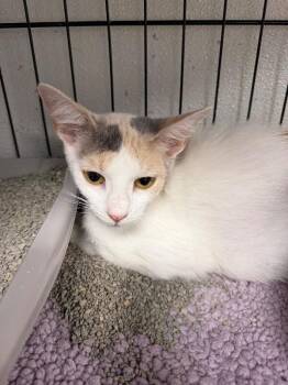 Josie -  Calico Cat for Adoption in Belton, Missouri - Josie | PetCurious