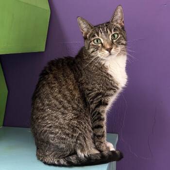 Joyce -  Domestic Short Hair Cat for Adoption in Denver, Colorado - Joyce | PetCurious