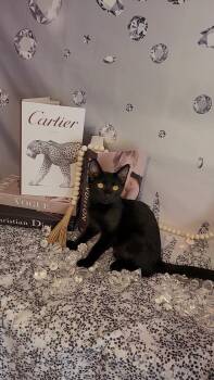 Rescue Bombay Cats for Adoption in Escalon, California - MR BEEZLY (Perfect ESA Kitty) | PetCurious