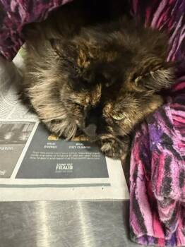 Rescue Domestic Long Hair Cats for Adoption in Albuquerque, New Mexico - TILLY | PetCurious