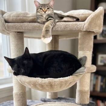 Darla and Peter -  Domestic Short Hair Cat Available for Adoption in Miami, Florida - Darla And Peter | PetCurious