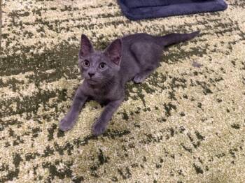 Tower Records -  Domestic Short Hair Cat for Adoption in Cincinnati, Ohio - Tower Records | PetCurious