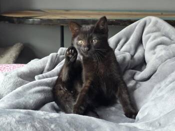 Domestic Short Hair Cats Available for Adoption - Cruz | PetCurious