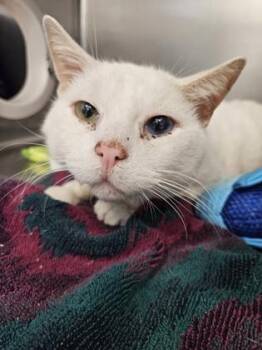 Domestic Short Hair Cats Available for Adoption in Schenectady, New York - Frito | PetCurious