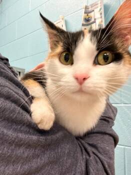 Domestic Short Hair Cats Available for Adoption - Ruby | PetCurious