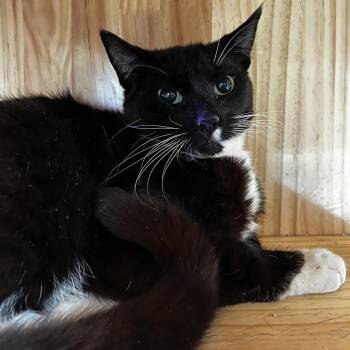 Domestic Short Hair Cats Available for Adoption in Yucca Valley, California - Ringo | PetCurious