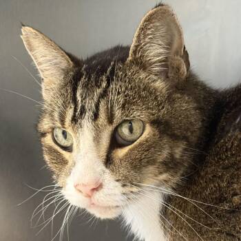 Ross -  Domestic Short Hair Cat for Adoption in Ottawa, Kansas - Ross | PetCurious