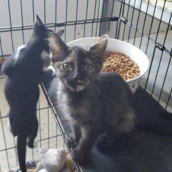 Amelia -  American Shorthair Cat for Adoption in Eufaula, Alabama - Amelia | PetCurious