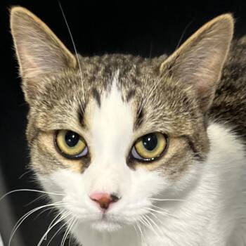 Domestic Short Hair Cats Available for Adoption in Murray, Utah - Perolito | PetCurious