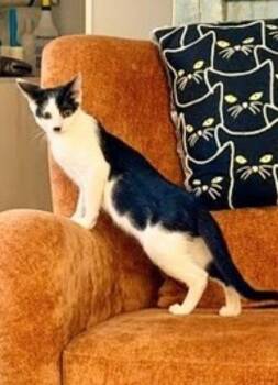 Twix -  Domestic Short Hair Cat for Adoption in Ocala, Florida - Twix | PetCurious