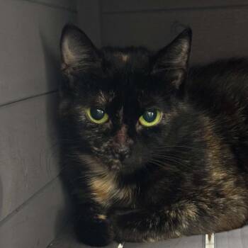 Madison ARC2026-383 -  Domestic Short Hair Cat for Adoption in Akron, New York - Madison ARC2026-383 | PetCurious