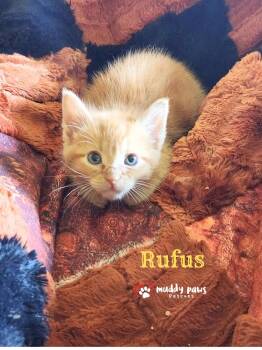 Farm Boys:  Rufus -  Domestic Short Hair Cat for Adoption in Council Bluffs, Iowa - Farm Boys:  Rufus | PetCurious