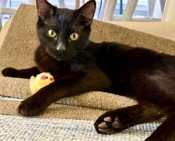 American Shorthair and Domestic Short Hair Cats Available for Adoption - Mac | PetCurious