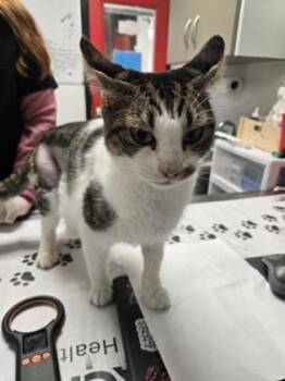 Rescue Domestic Short Hair Cats for Adoption in West Chester, Pennsylvania - Emma | PetCurious