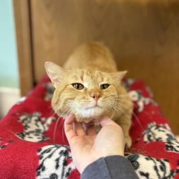 Domestic Short Hair Cats Available for Adoption in Fargo, North Dakota - Pirate***ADOPTION PENDING*** | PetCurious