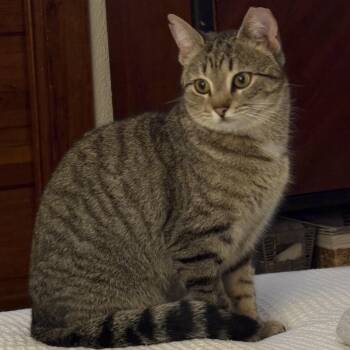 Tiger Bug -  Domestic Short Hair Cat for Adoption in Clyde, North Carolina - Tiger Bug | PetCurious