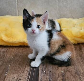 Rescue Calico Cats for Adoption in San Jacinto, California - Sahara | PetCurious