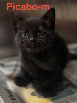Domestic Short Hair Cats Available for Adoption in Brookhaven, Mississippi - Picabo 26 | PetCurious
