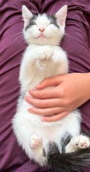 Noodle -  Domestic Short Hair Cat for Adoption in Virginia Beach, Virginia - Noodle | PetCurious
