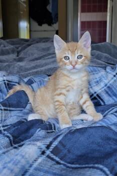 July -  Domestic Short Hair Cat for Adoption in San Jose, California - July | PetCurious