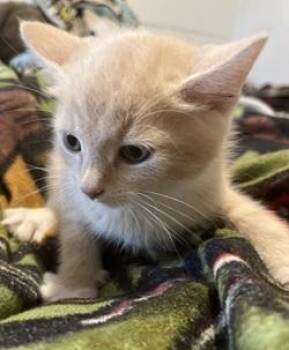 Cheeto Puff -  Domestic Short Hair Cat for Adoption in Raleigh, North Carolina - Cheeto Puff | PetCurious
