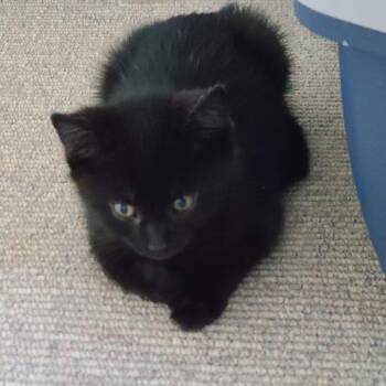 Domestic Short Hair Cats Available for Adoption in Puslinch, Ontario - Aries | PetCurious