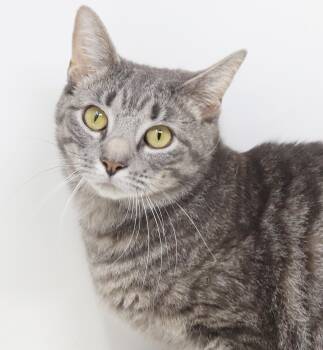 Silver and Tabby Cats Available for Adoption in Bedford Hills, New York - Erin Is Easily The Sweetest Momma Kitty Ever! Young Gorgeous And | PetCurious
