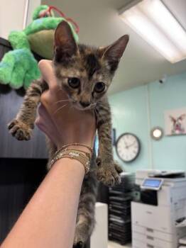 Surgicare -  Domestic Short Hair Cat for Adoption in Mobile, Alabama - Surgicare | PetCurious
