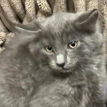Charmander -  Domestic Medium Hair Cat for Adoption in Green Valley, Arizona - Charmander | PetCurious