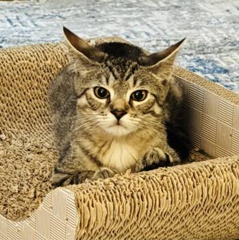 Rescue Domestic Short Hair Cats for Adoption in Hoboken, New Jersey - Grease Lightnin’ Litter Putzie | PetCurious